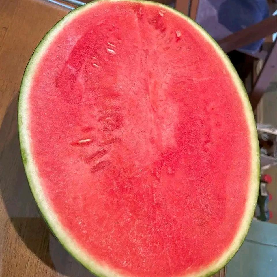 莫得感情的鸽子