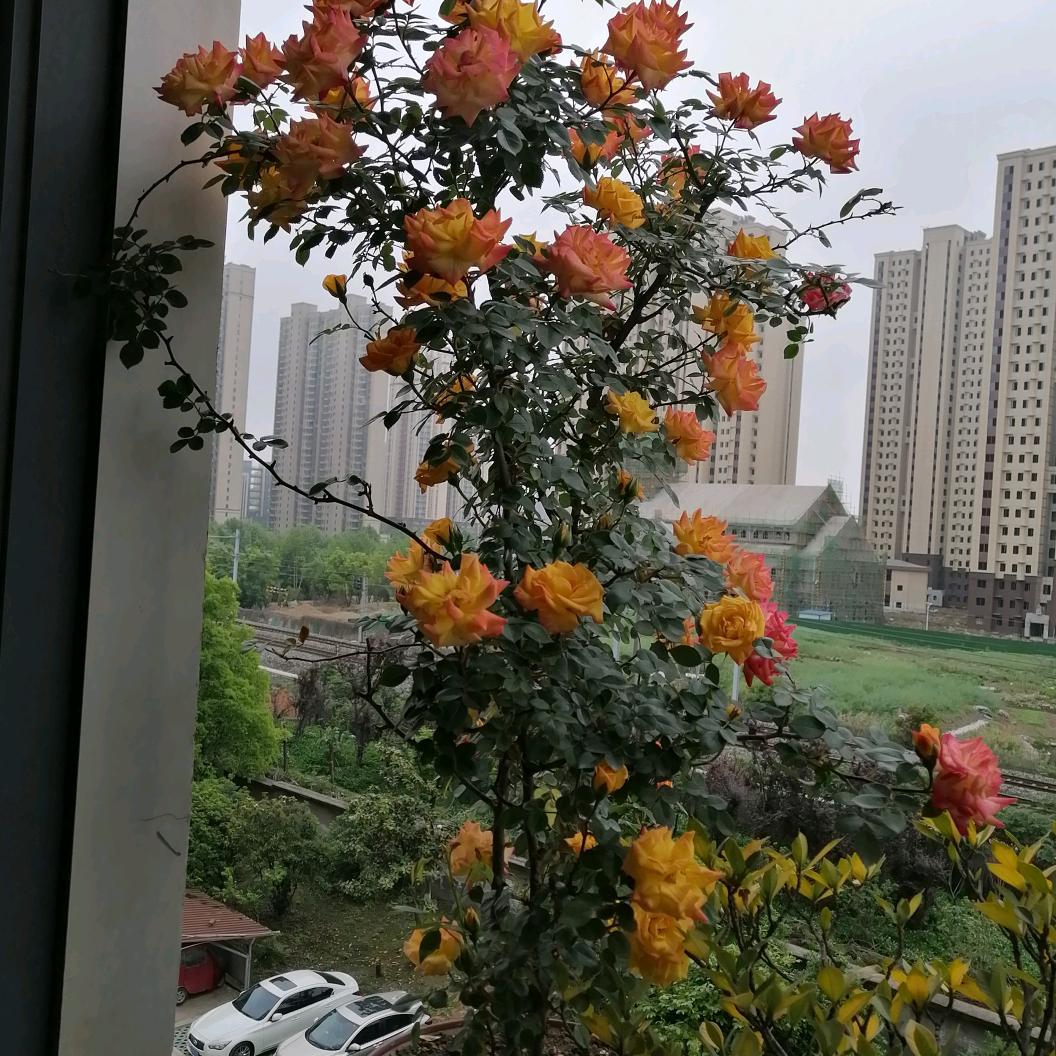 桥边叔