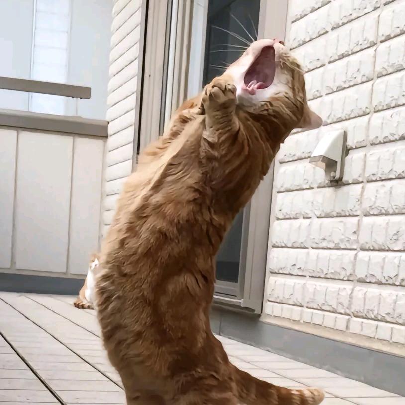 擎天柱下班回家寂寞点了两个网约车过夜