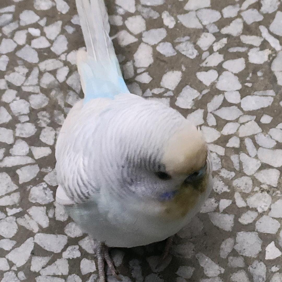 日出东方