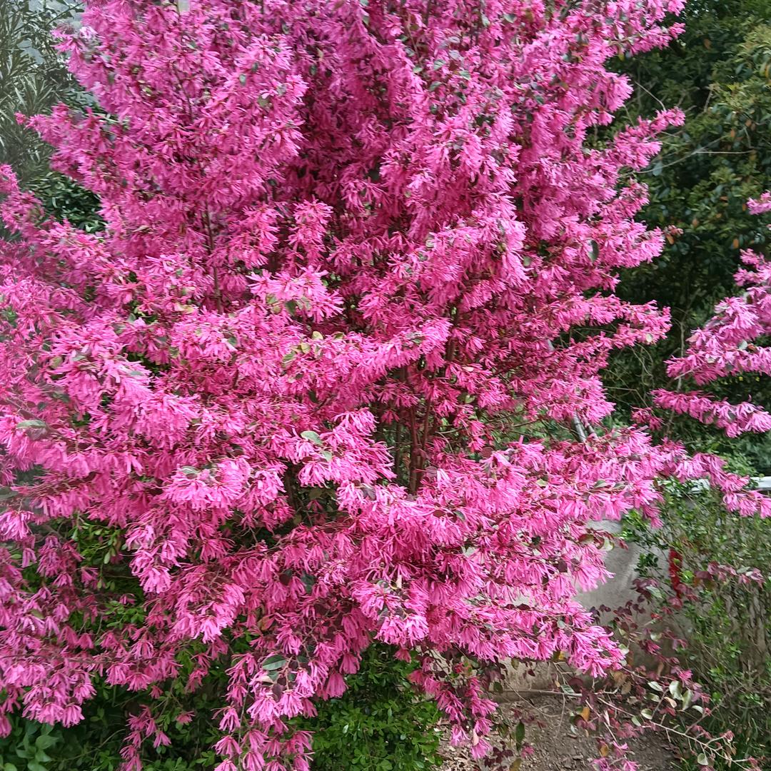 六一年的柯大婶