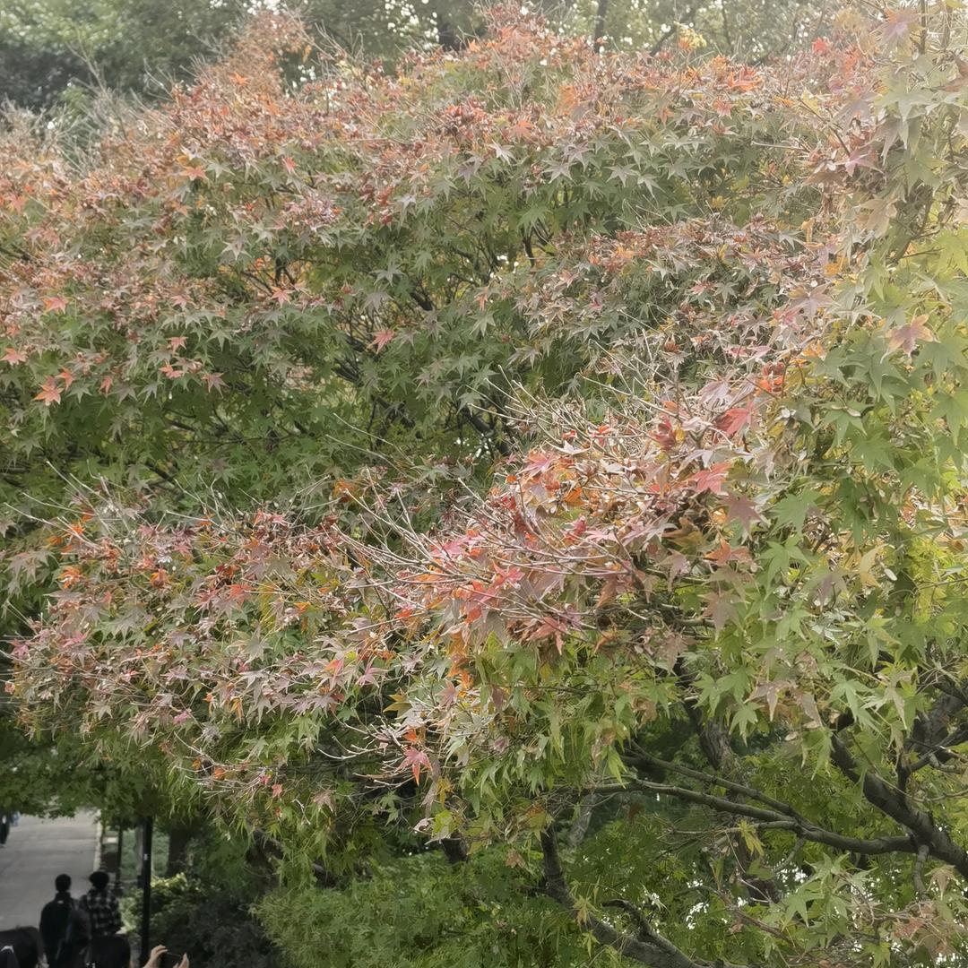 阿霞