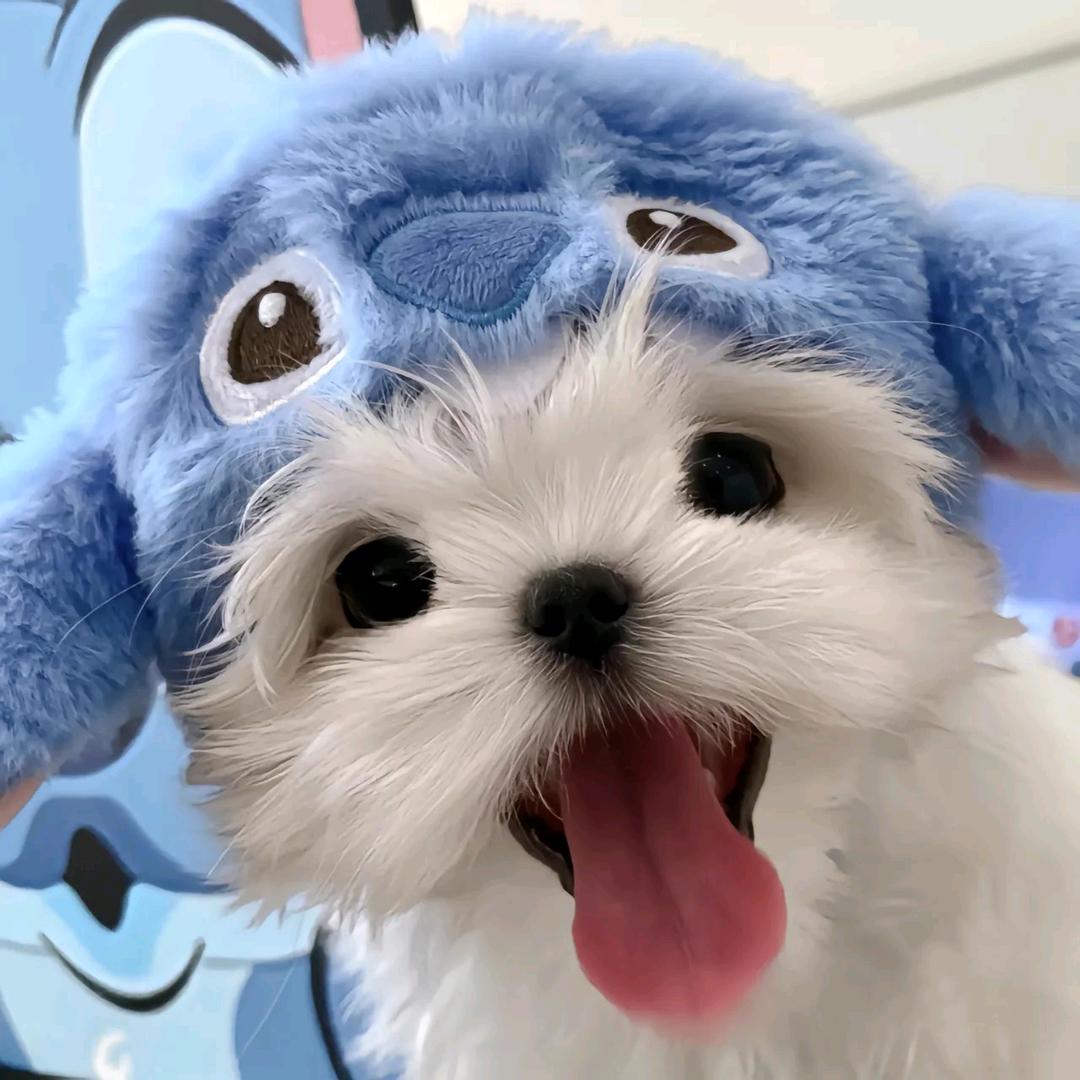 优宠生活宠物用品