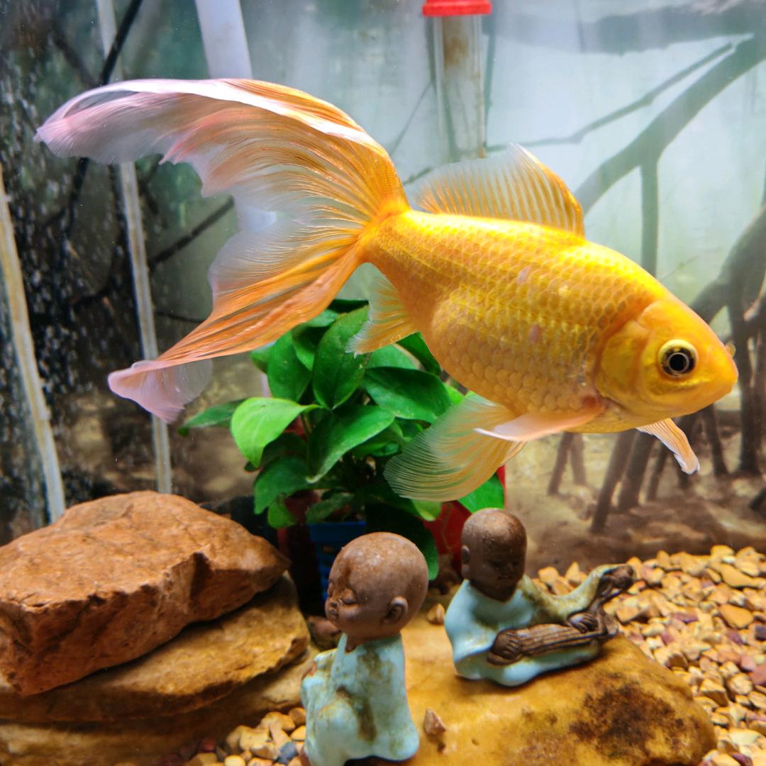 一天到晚游泳的鱼