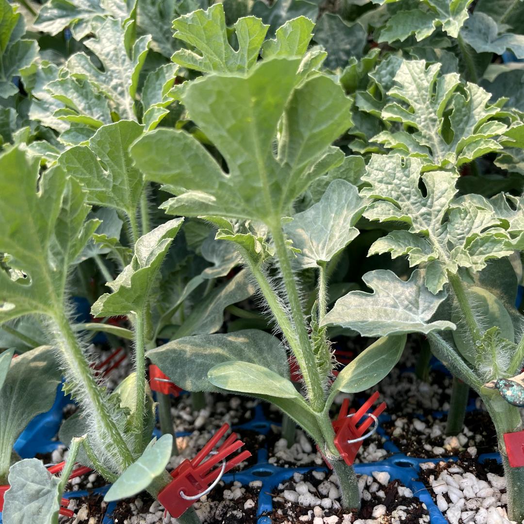 腾章农业（种子种苗）