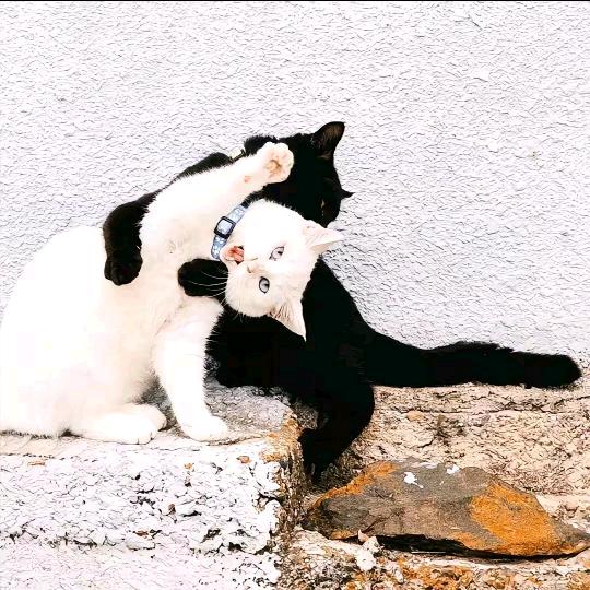 zhou一