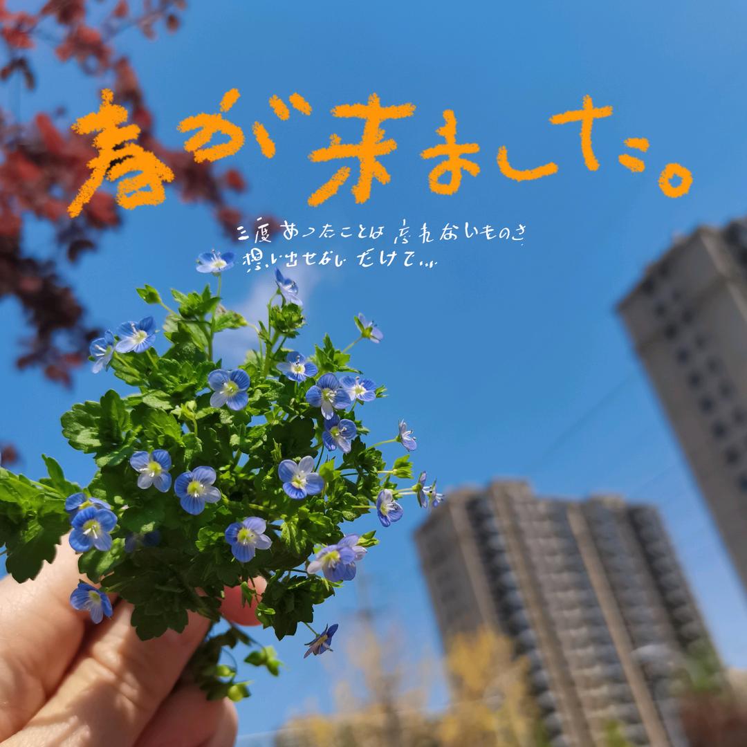 种草莓