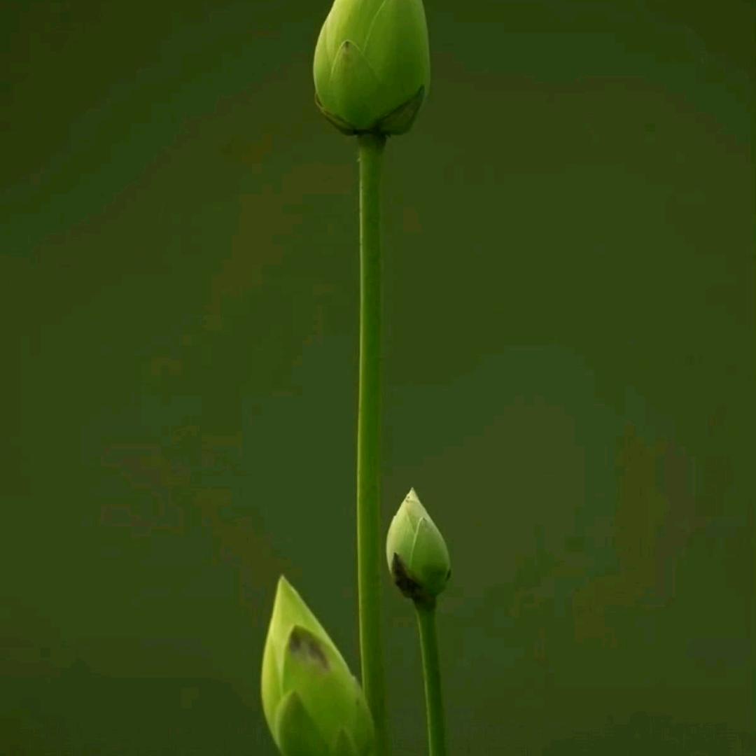 韵百年经络养身经络炮发布～芝芝