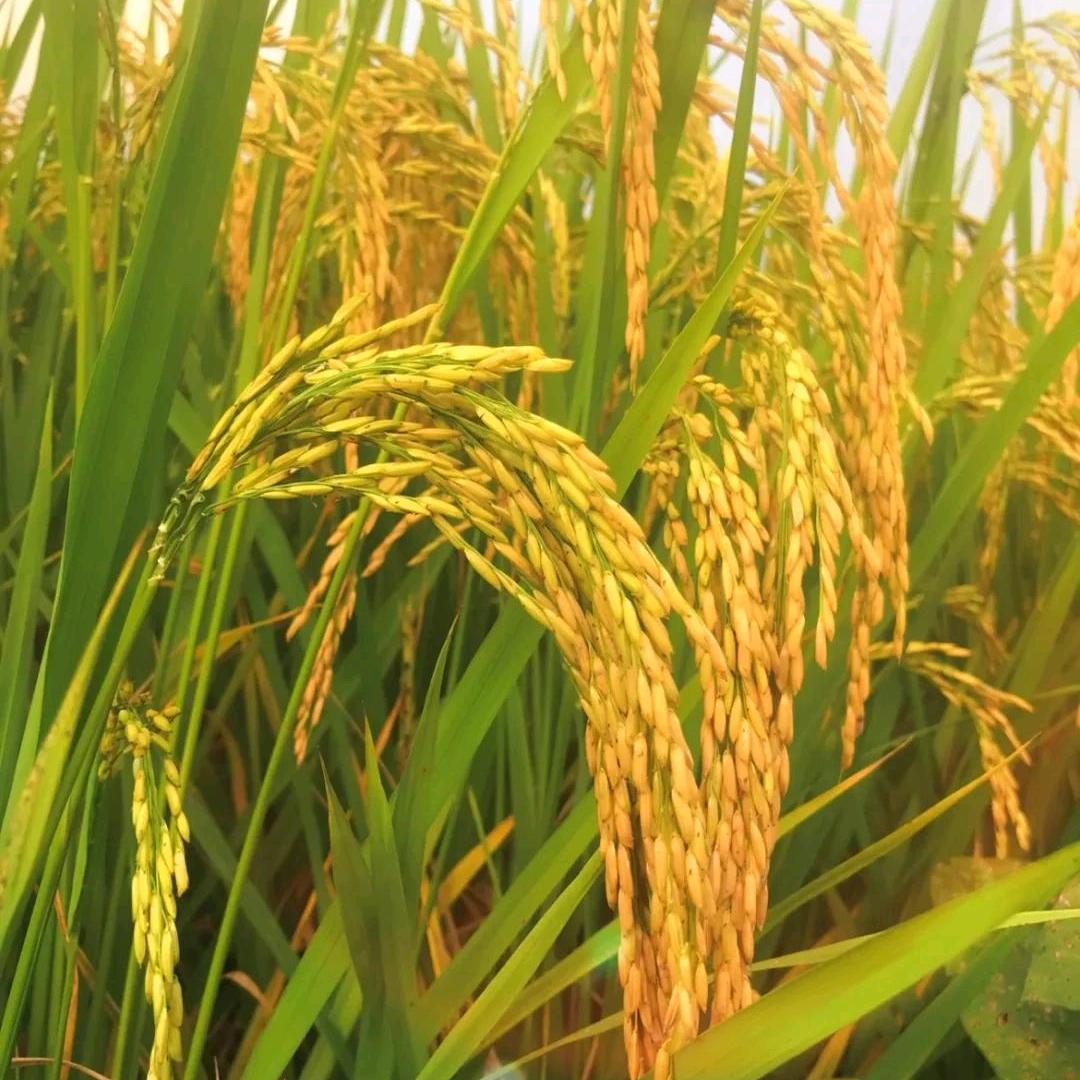 五常小哥🌾(自产自销)