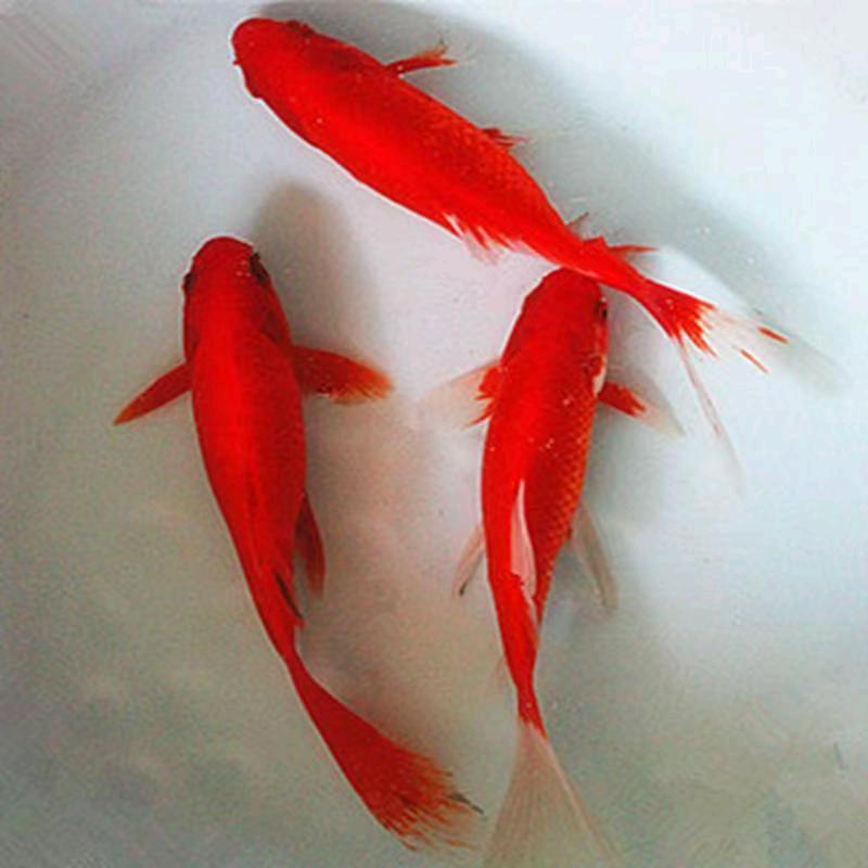 悠然知鱼轩冷水观赏鱼（新号）