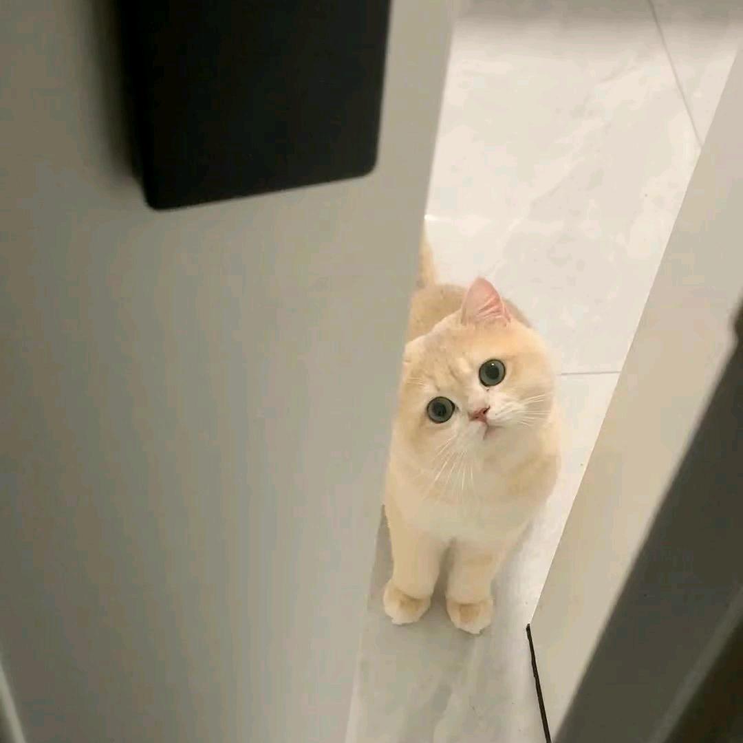 西瓜圈