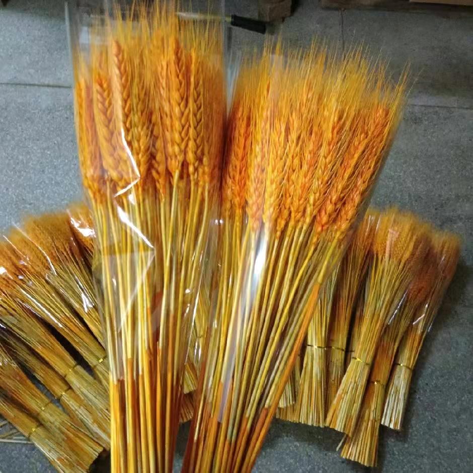 A6666黄金大麦干花厂家