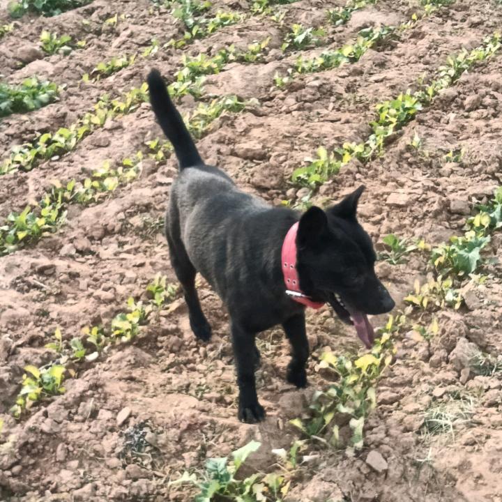 中华田园犬