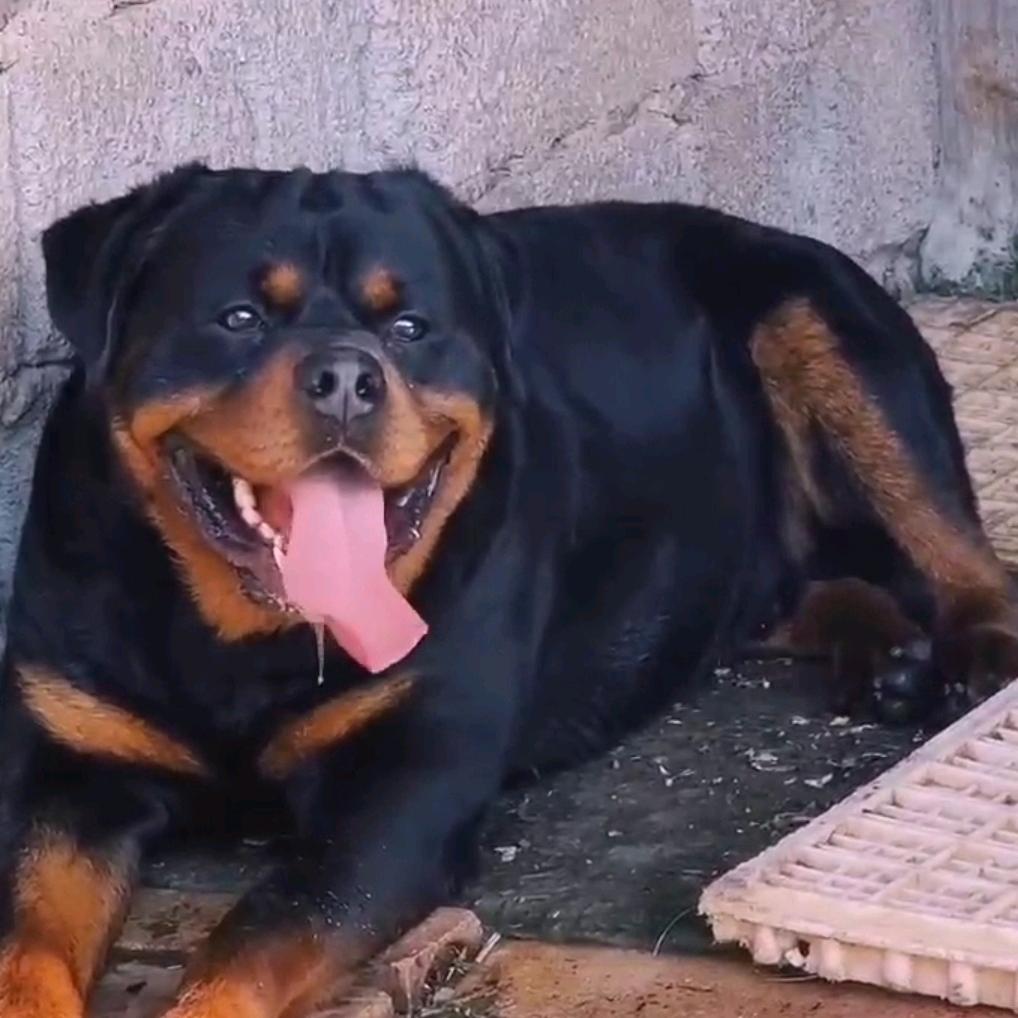 宁波阿辉罗威纳