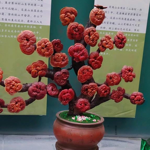 ☀️向阳而生☀️