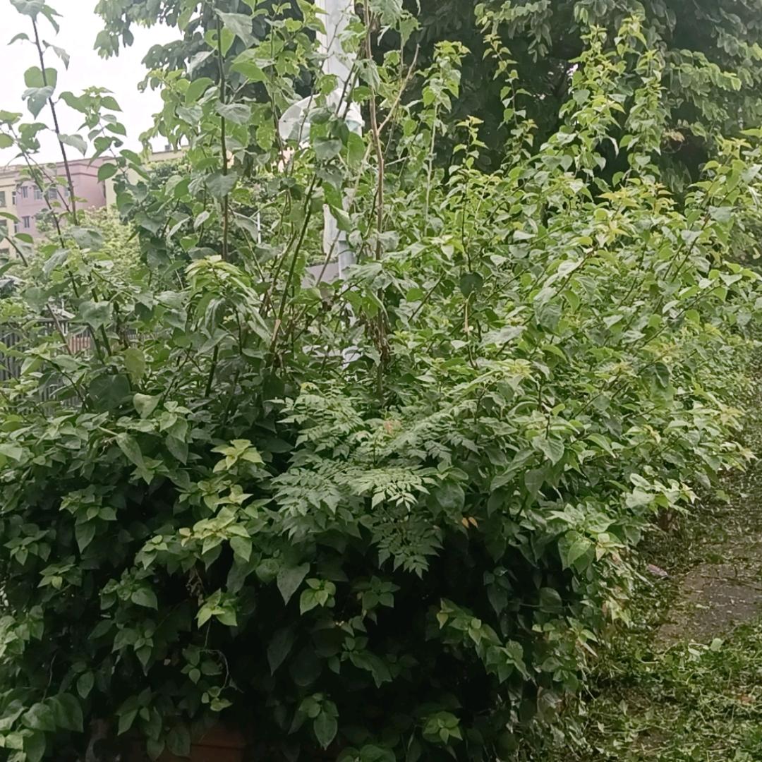 Ak47