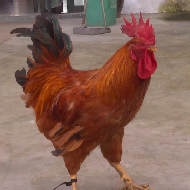 散养～～～～土鸡