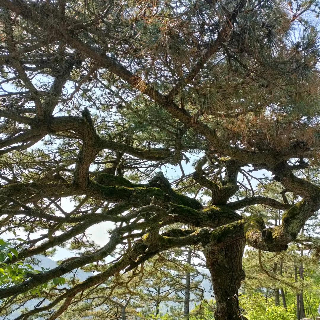 YE(ง •̀_•́)ง