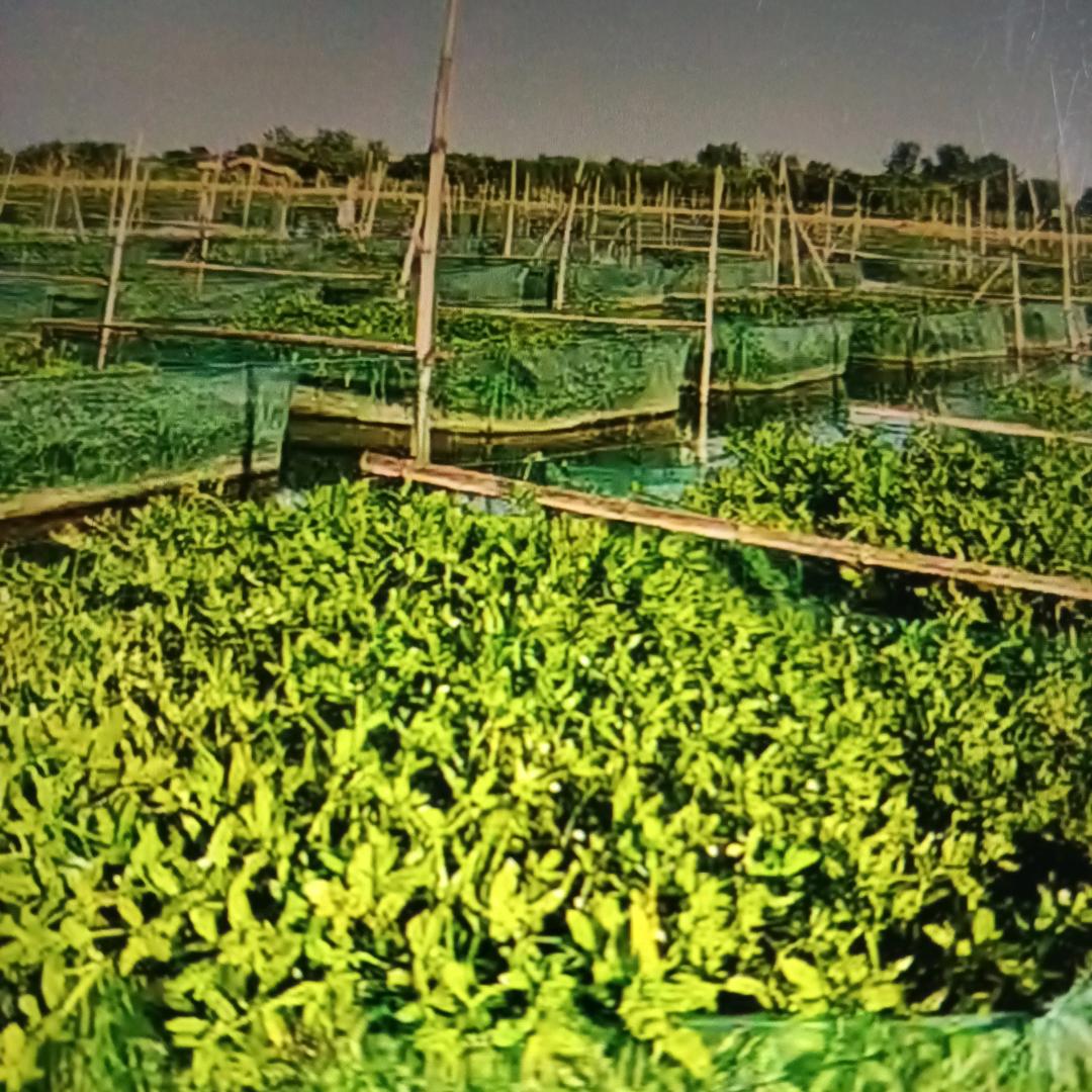 黄鳝养殖交流玲