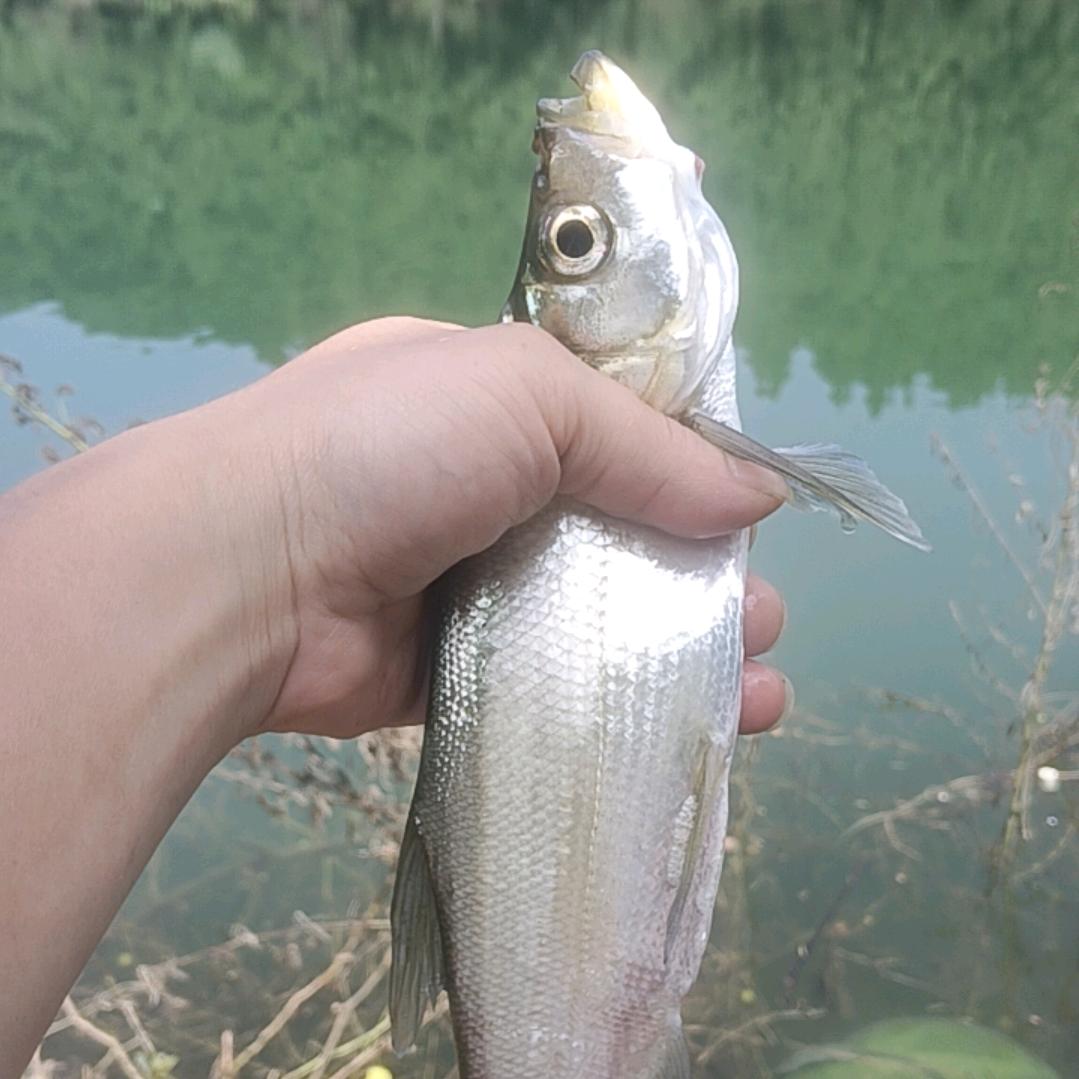 余小鱼(爱🎣的喵)
