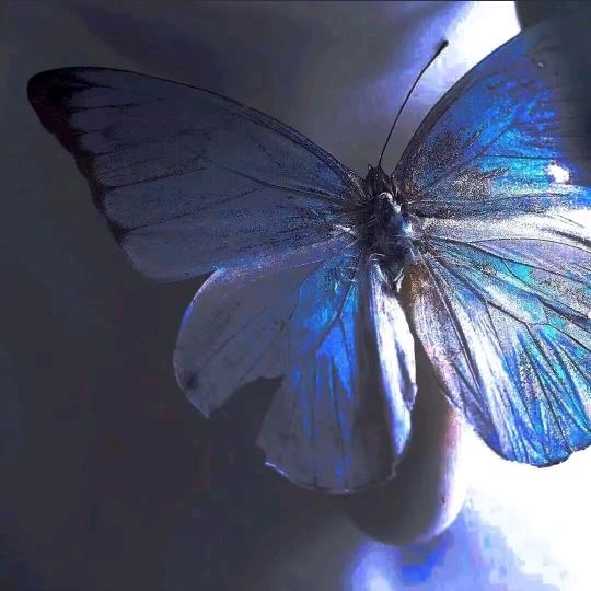 羽（重生之在衡水学院卖水果夹酸奶）