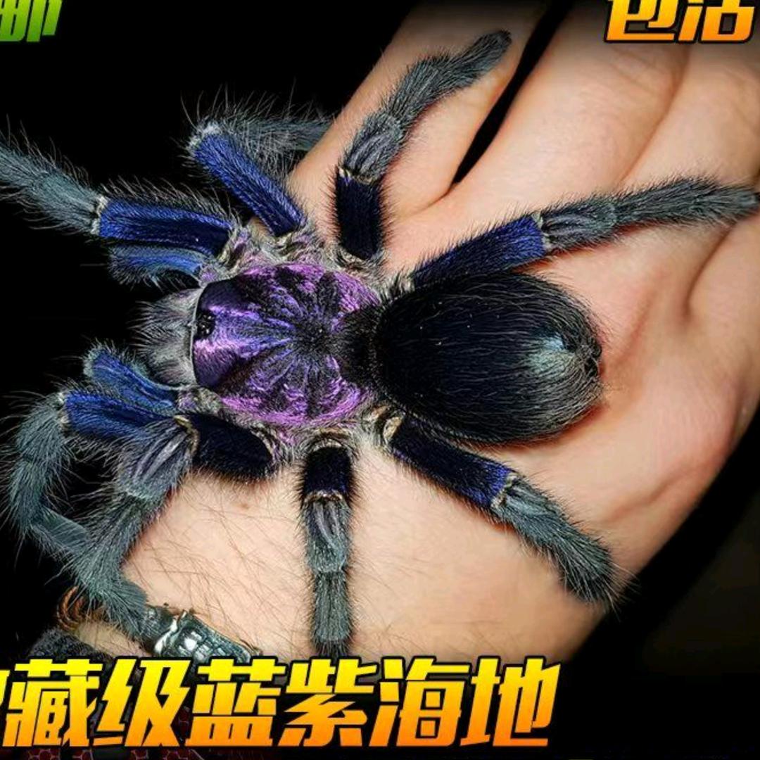 二哥爬宠