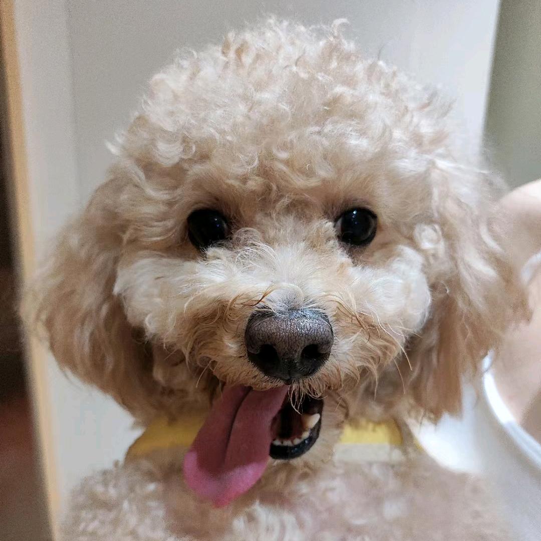 嘭蓬砰