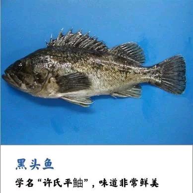 鹏哥爱钓鱼