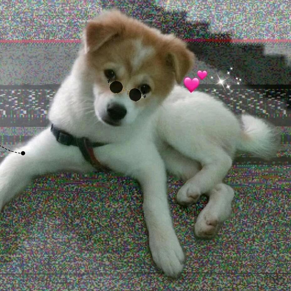 天使姐姐🌹