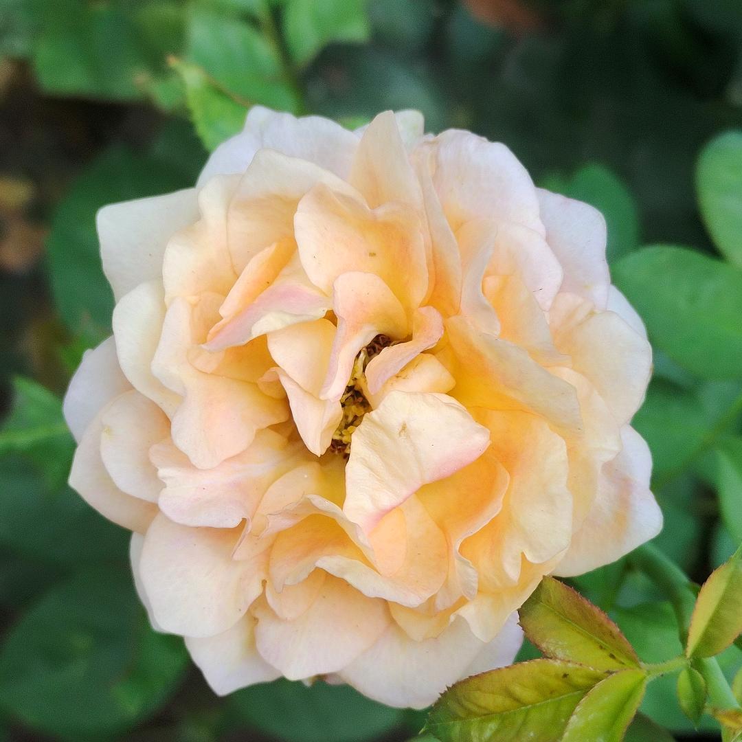 百合花