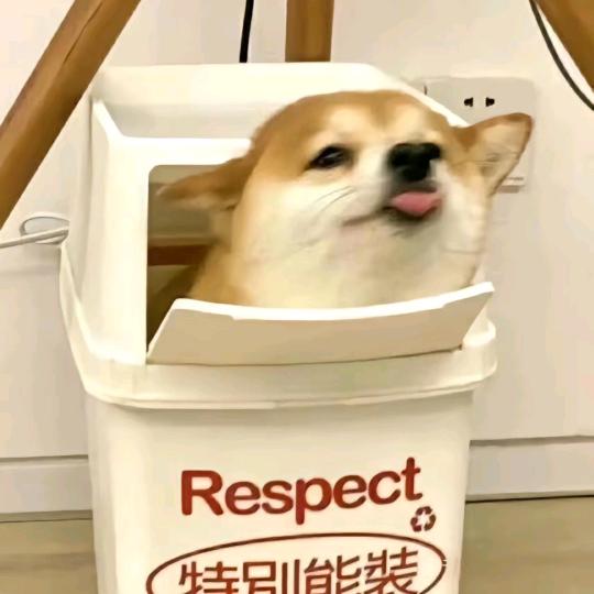 子 衿