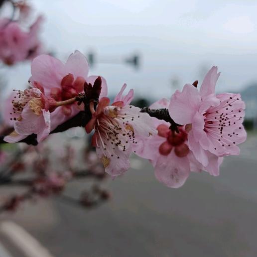 媛来有你