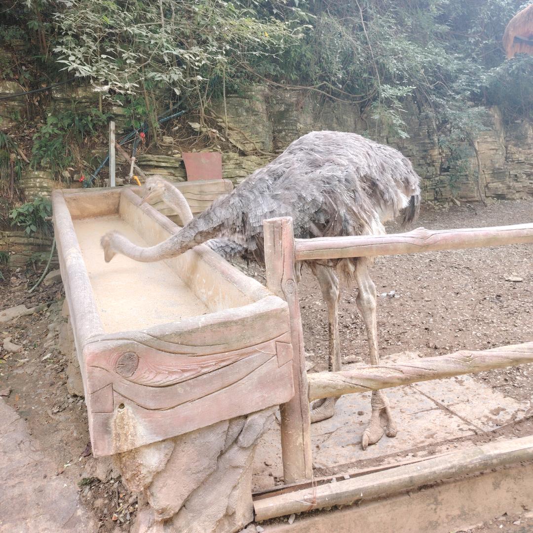 小荣绒