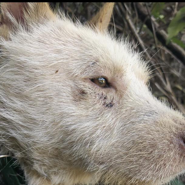 狗仆→晓冷☞♥gp xl go 666