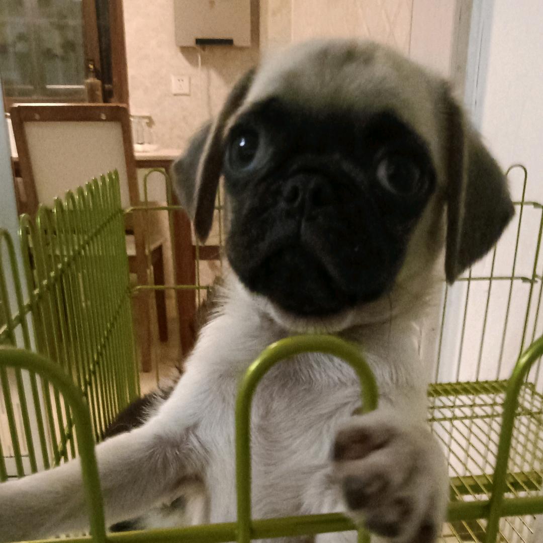 凤兰小铺x3g