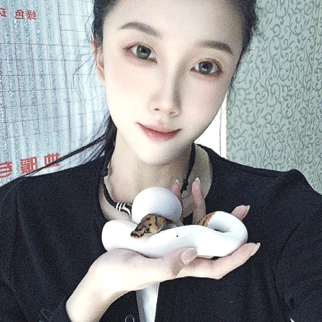 青木球蟒繁育