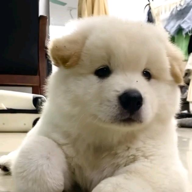 广西田园犬~金美