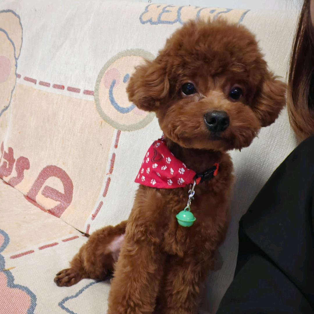 奶茶是个弟弟🐶