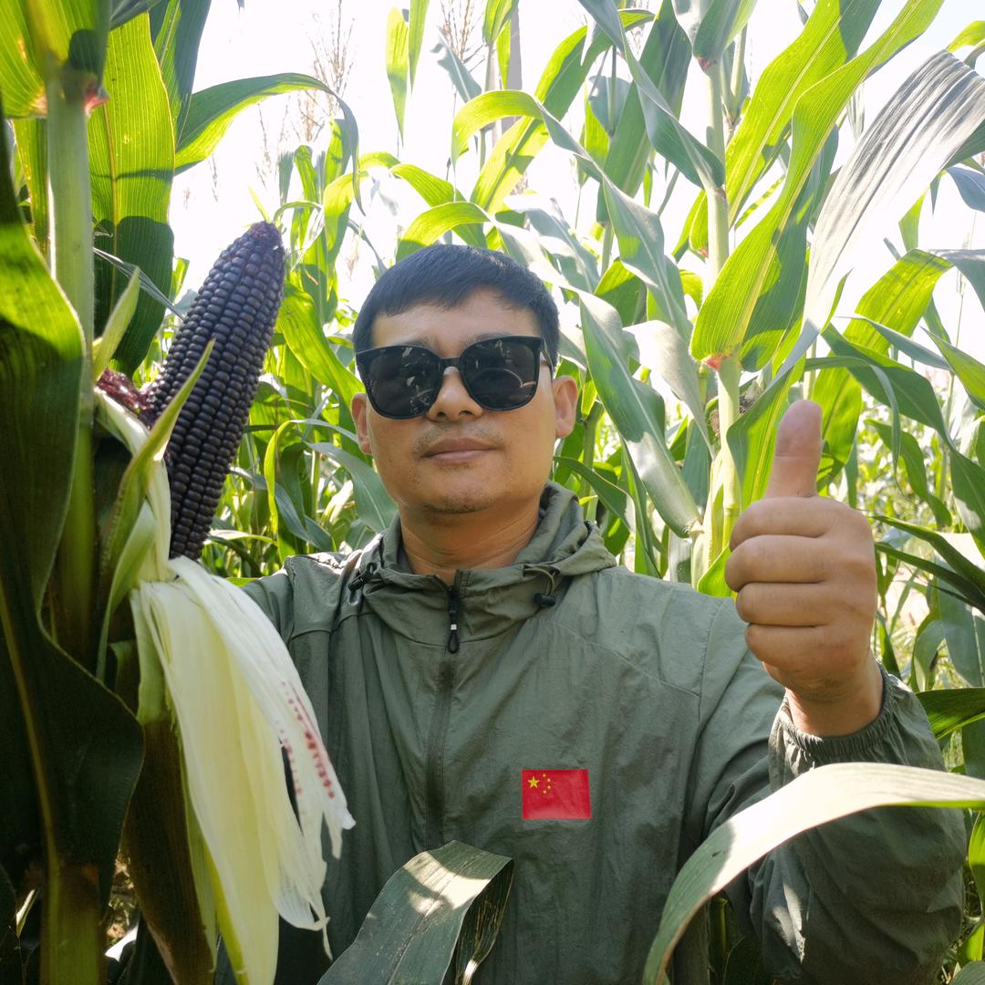 青铜玉®真空糯玉米