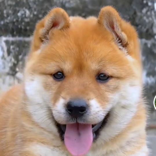 桂林犬王