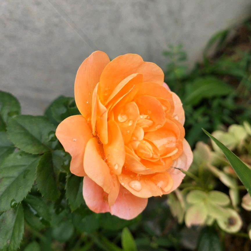 我是小董吖❤️