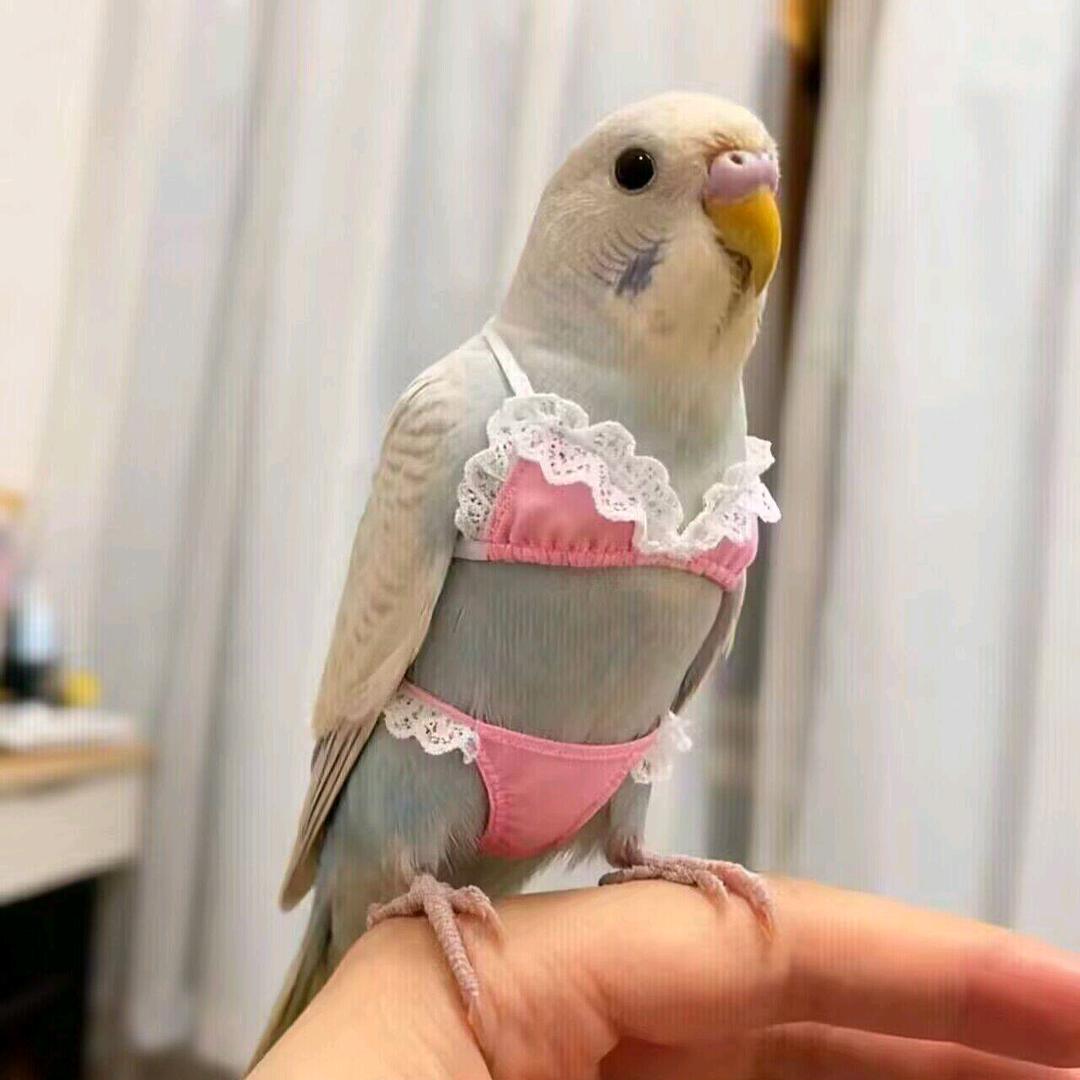 纯金尿液(农村人版)