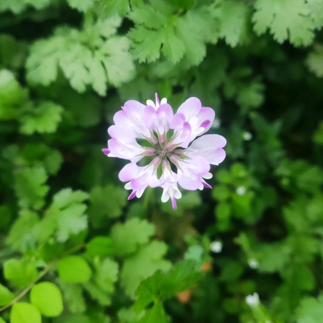 锦呈浮光掠影