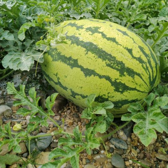 西林＿西瓜小王子