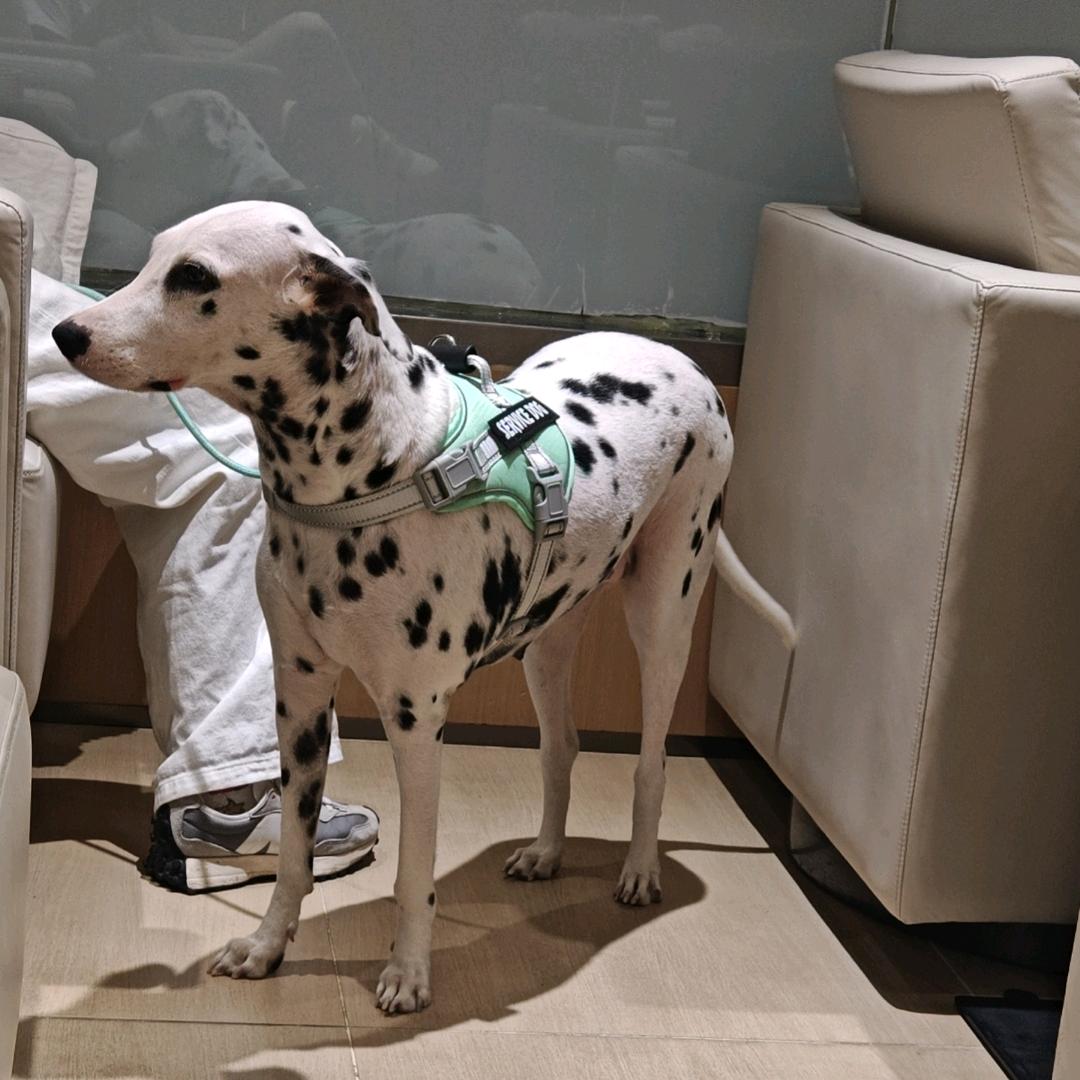 🧸ྀི：九亿少女的梦