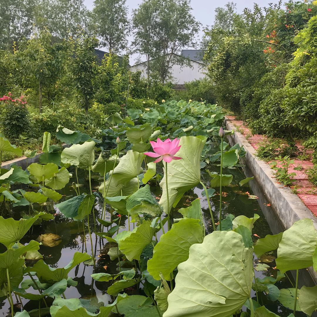 顺达农场