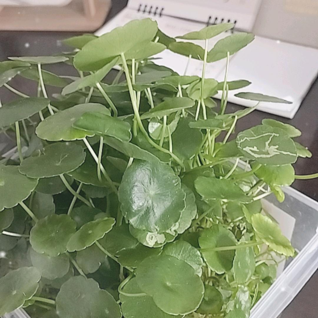 四叶草