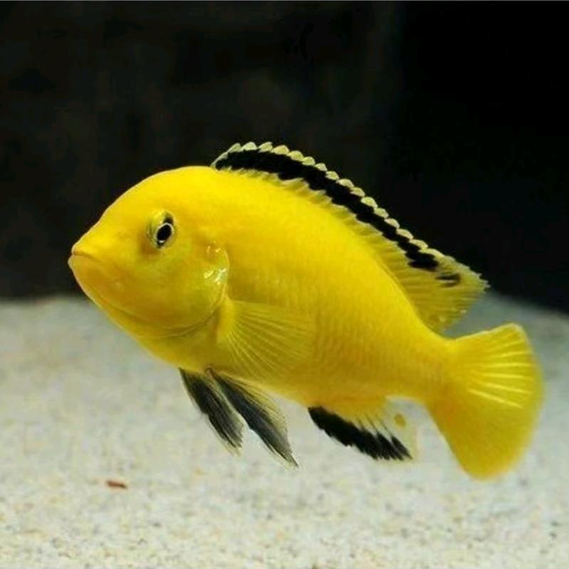 三湖慈鲷杂鲷养殖批发