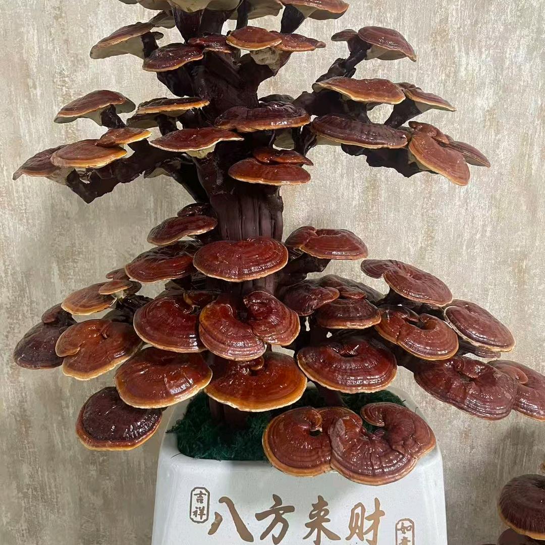 瑞草茗阁灵芝仙草