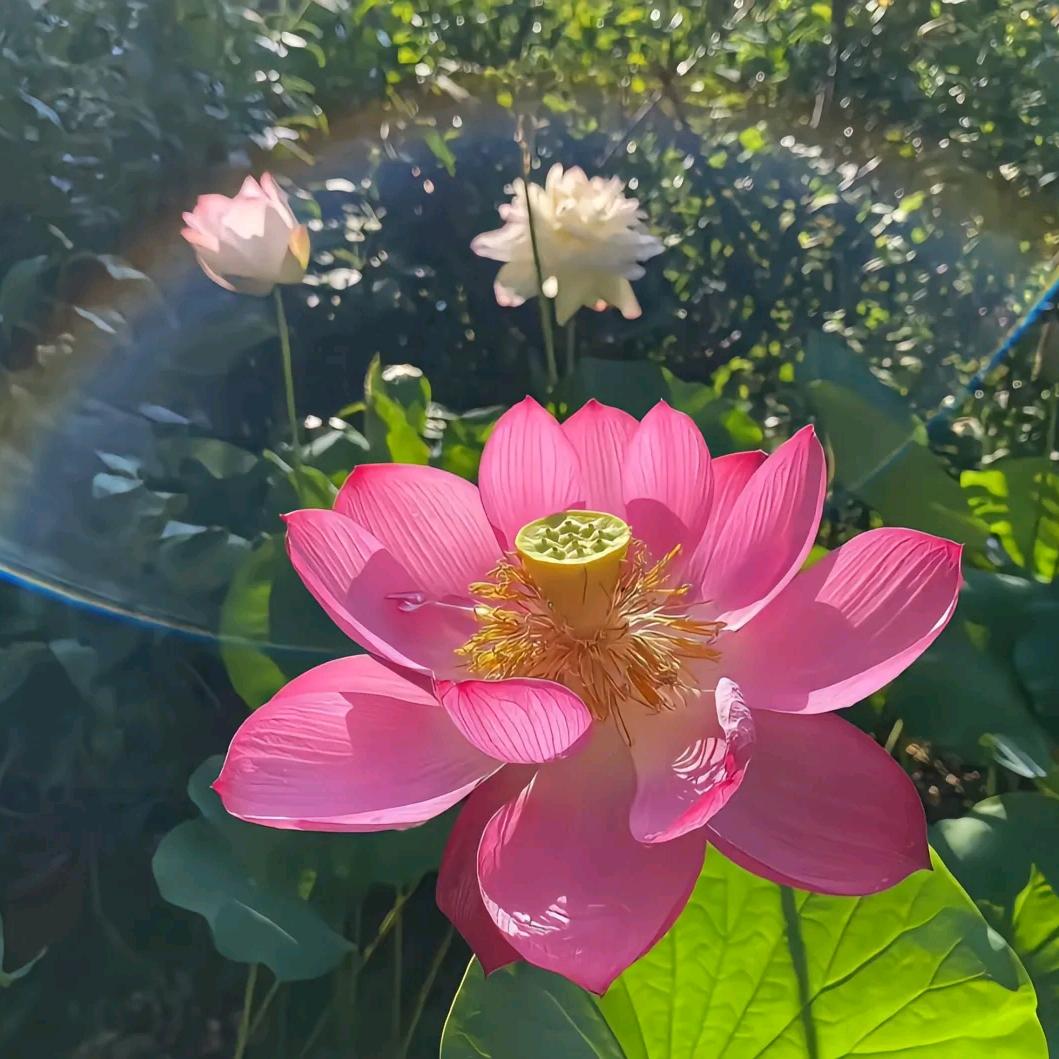 藕居煮春风🏡❤️🌾